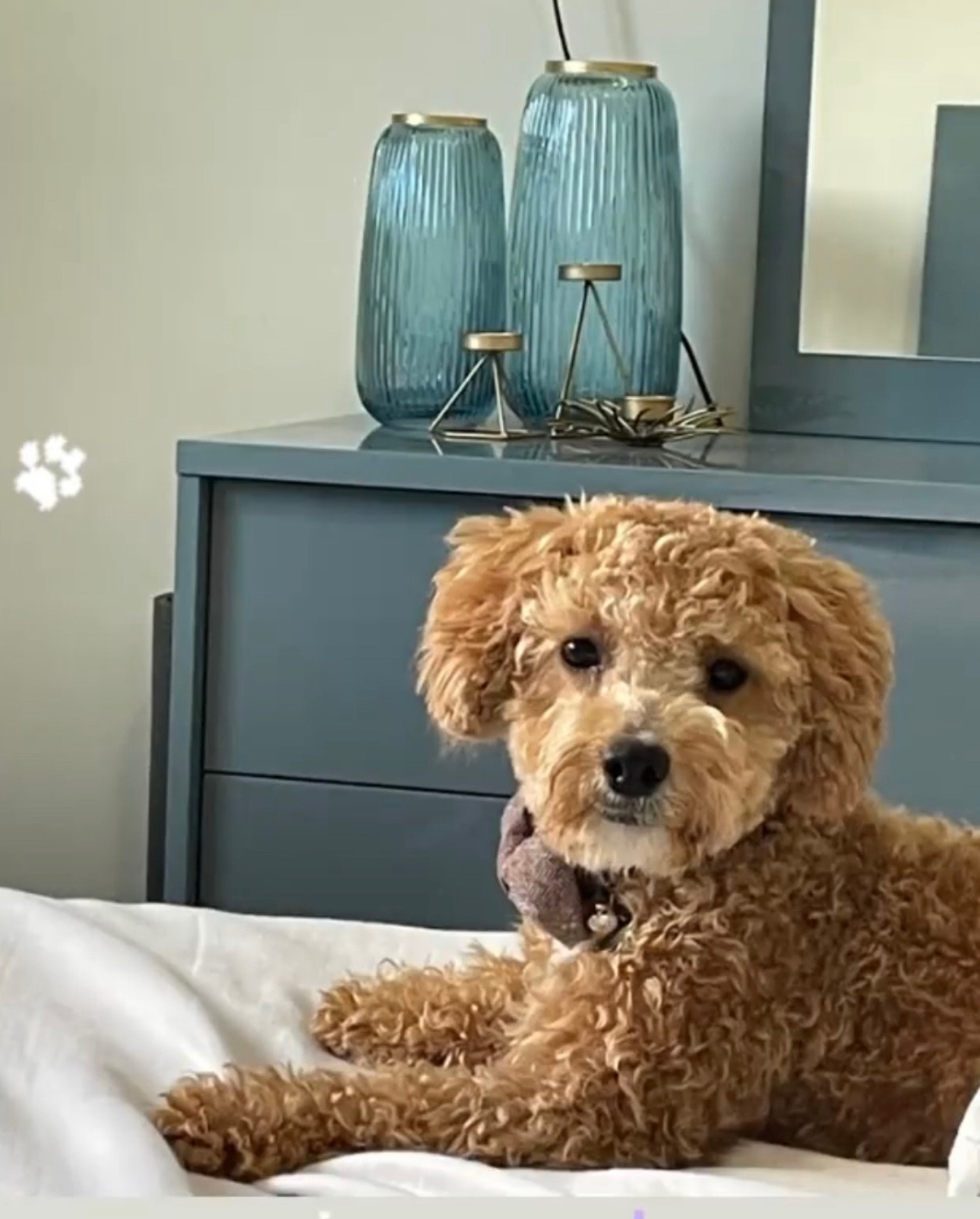 Muppy resting on a bed